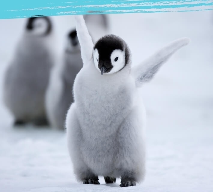 Mutlu bebek penguen