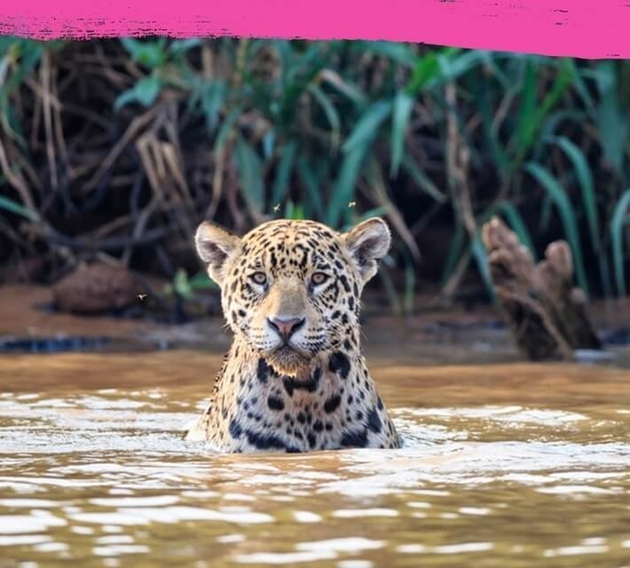 Jaguar, su birikintisinde hareketsiz duruyor