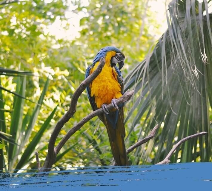 Blue and gold macaw standing on a tree