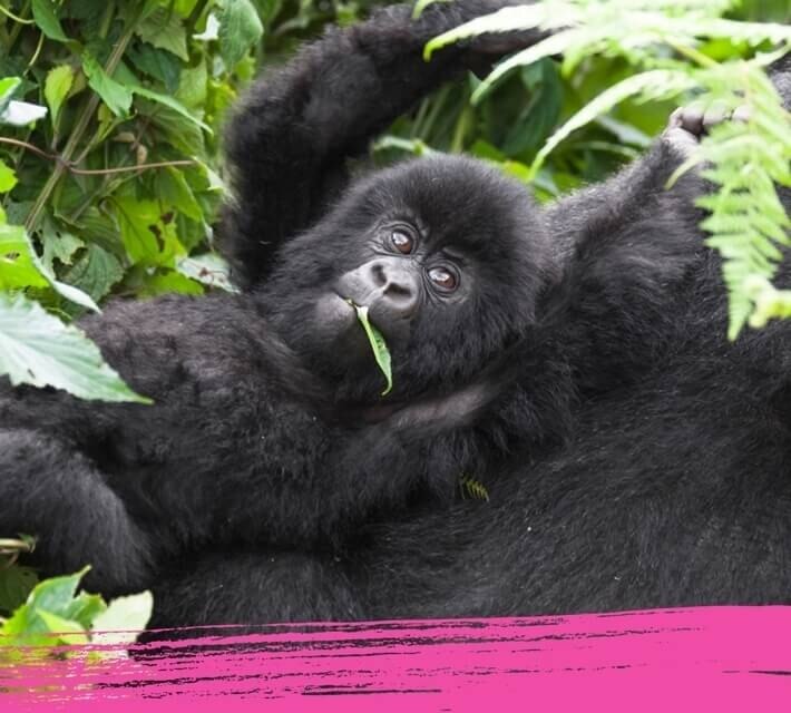 Rainforest gorilla relaxing and chewing leaves