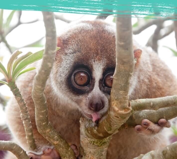 Lemur, bir ağaç üzerinde dinleniyor