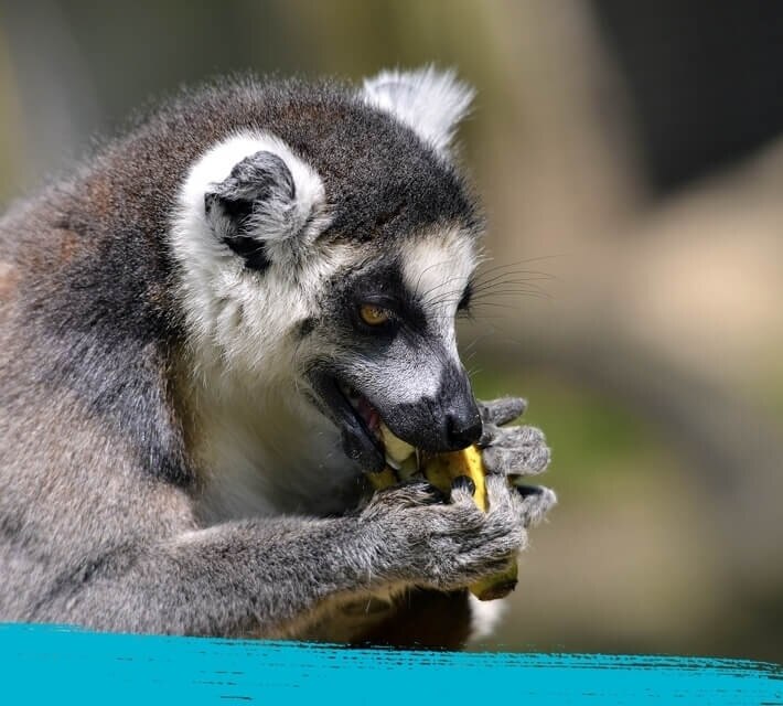 Lemur, yemek yiyor