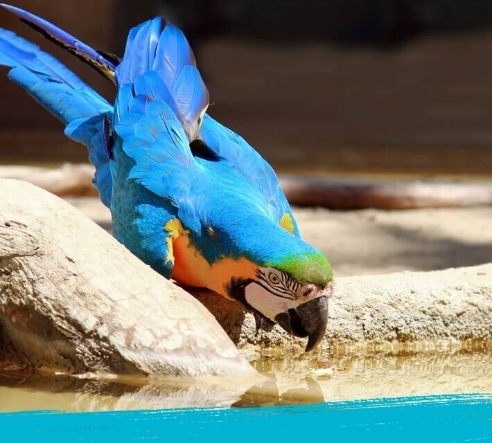 Blue and gold macaw drinking water