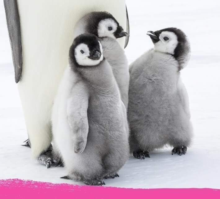 Üç bebek penguen, birbirine yakın ayakta duruyor