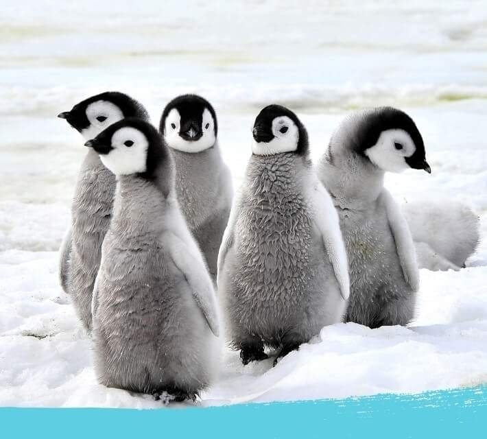 Toplu Penguenler