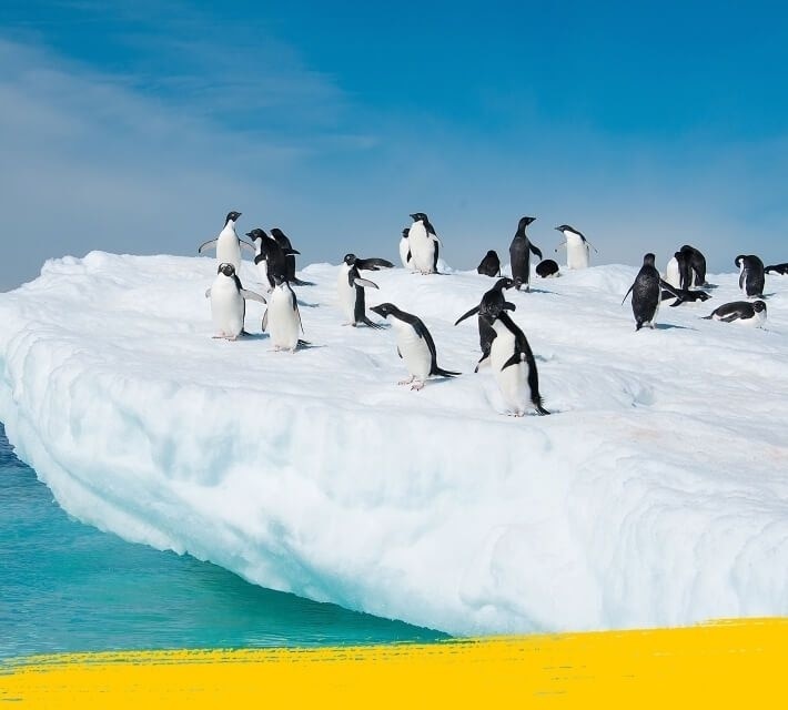 Bir buzul üzerinde penguen kolonisi
