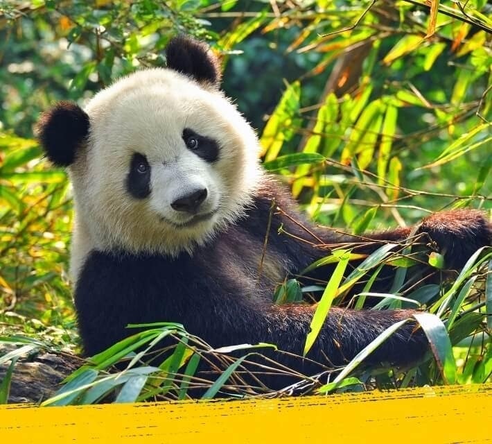 Sevimli bir panda, vahşi ormanda dinleniyor
