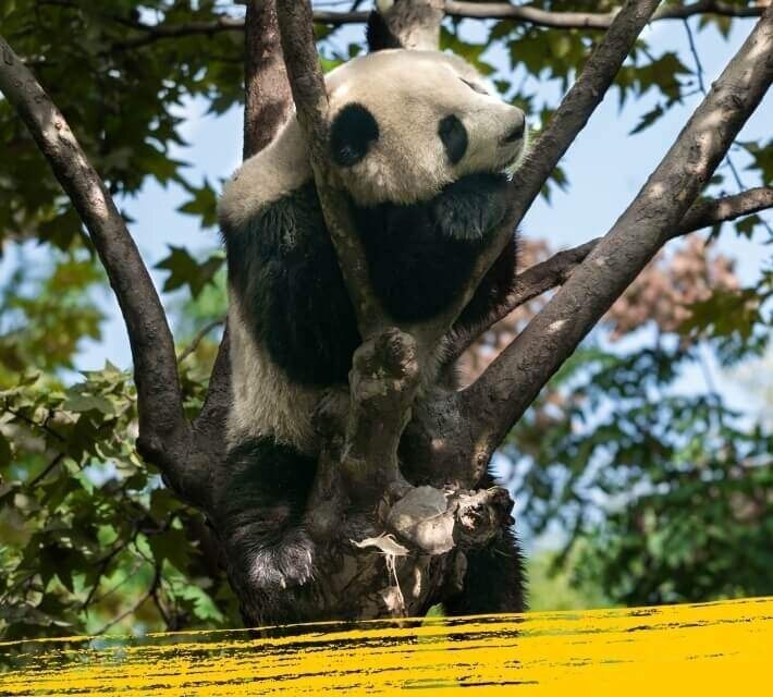 Bambu ağacında uyuyan bir dev panda