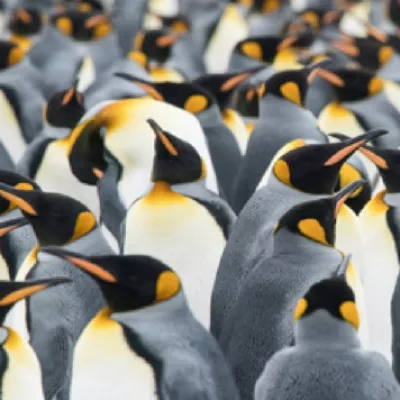 Penguen gücü