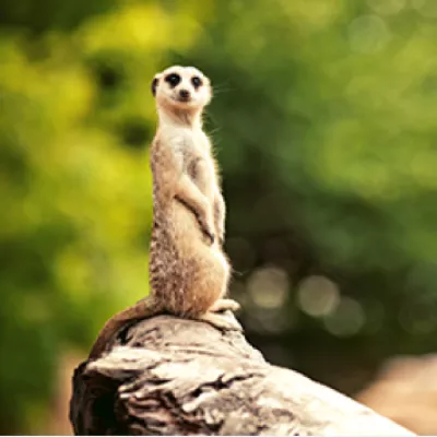 Marvelous meerkat facts!