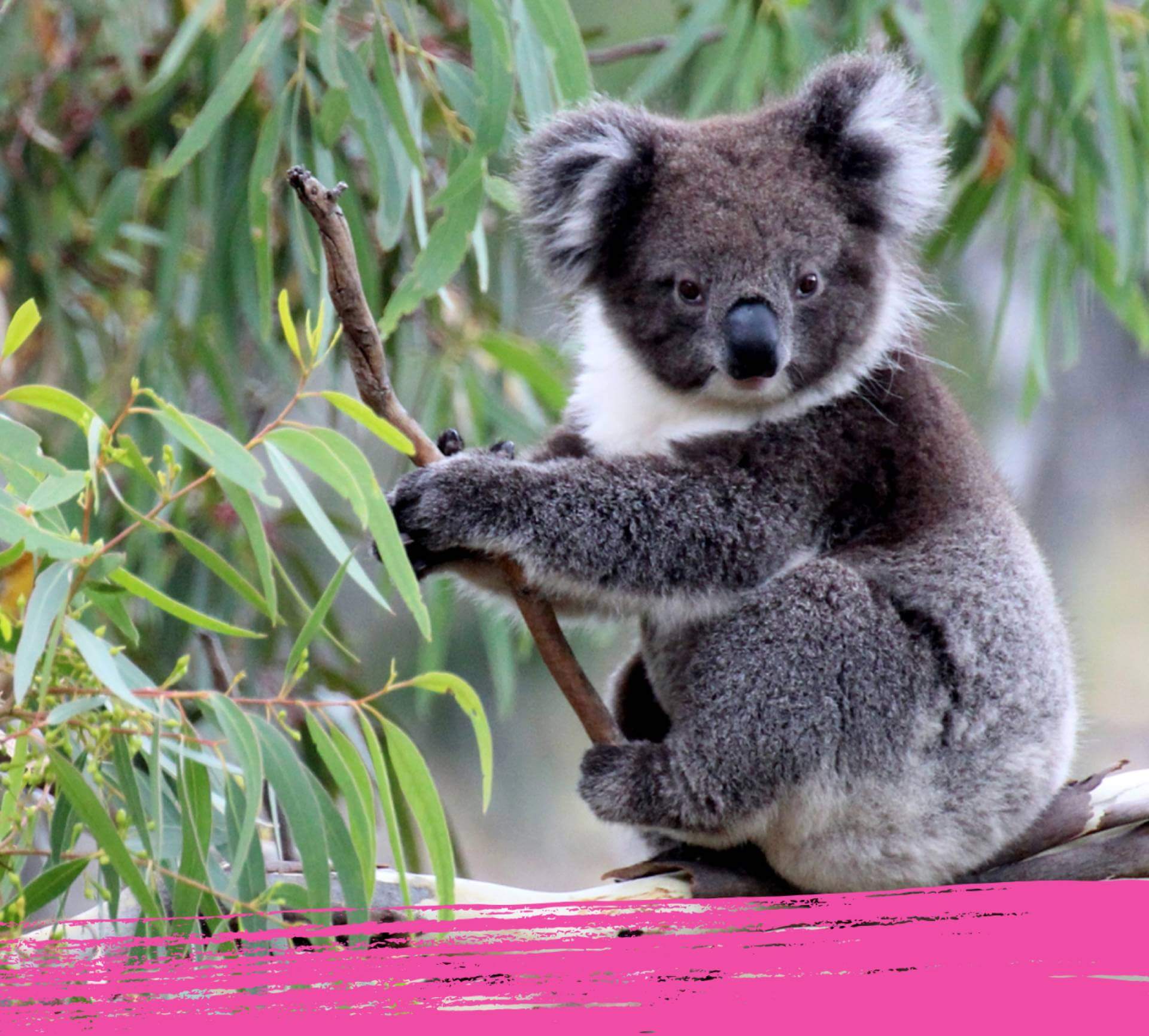 Koala Facts For Kids Fun Quiz Nestlé Pure Life