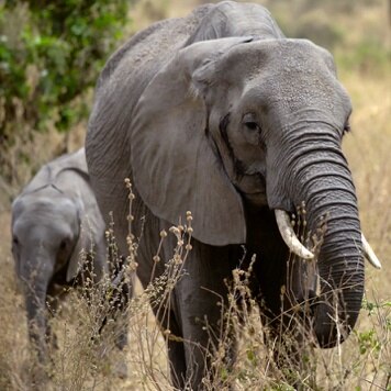 elephant