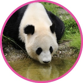 Giant panda drinking water from a river