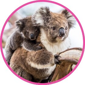 Cuddly koala with a baby koala bear on back