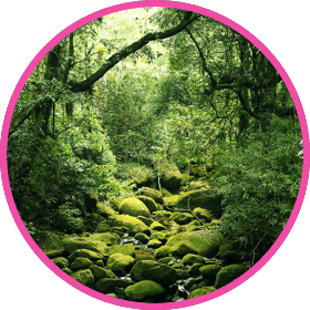 a trail through a green forest