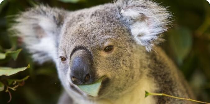 eating_eucalyptus