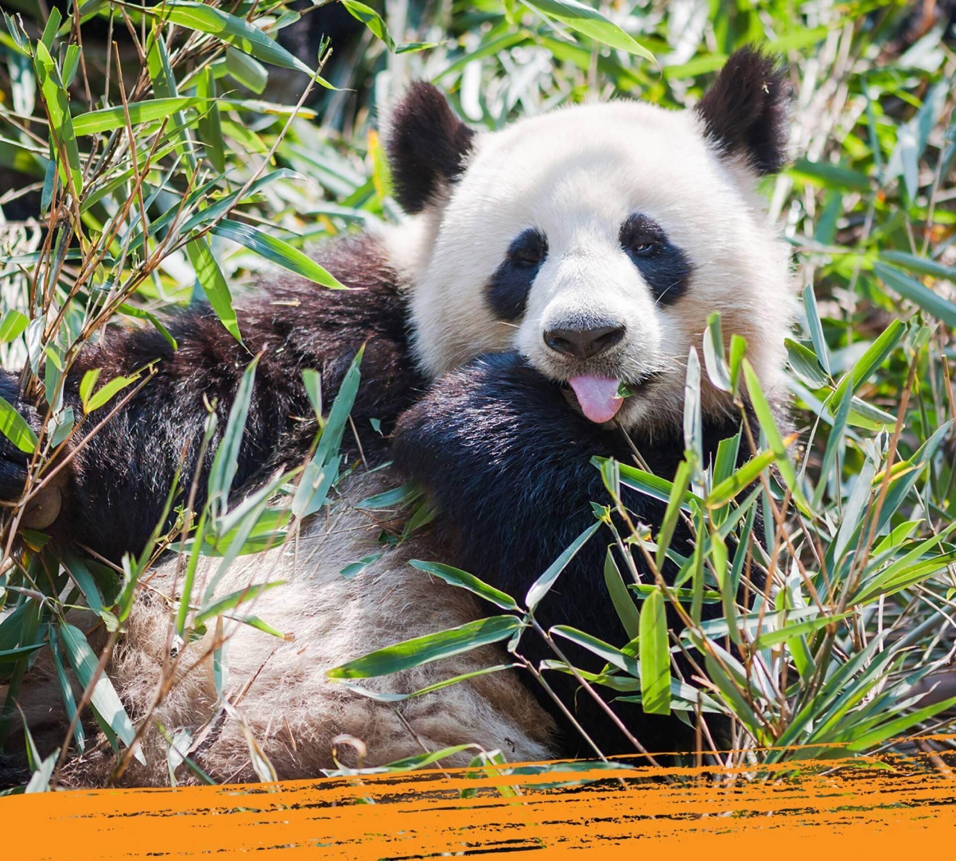 A giant panda in its natural habitat.