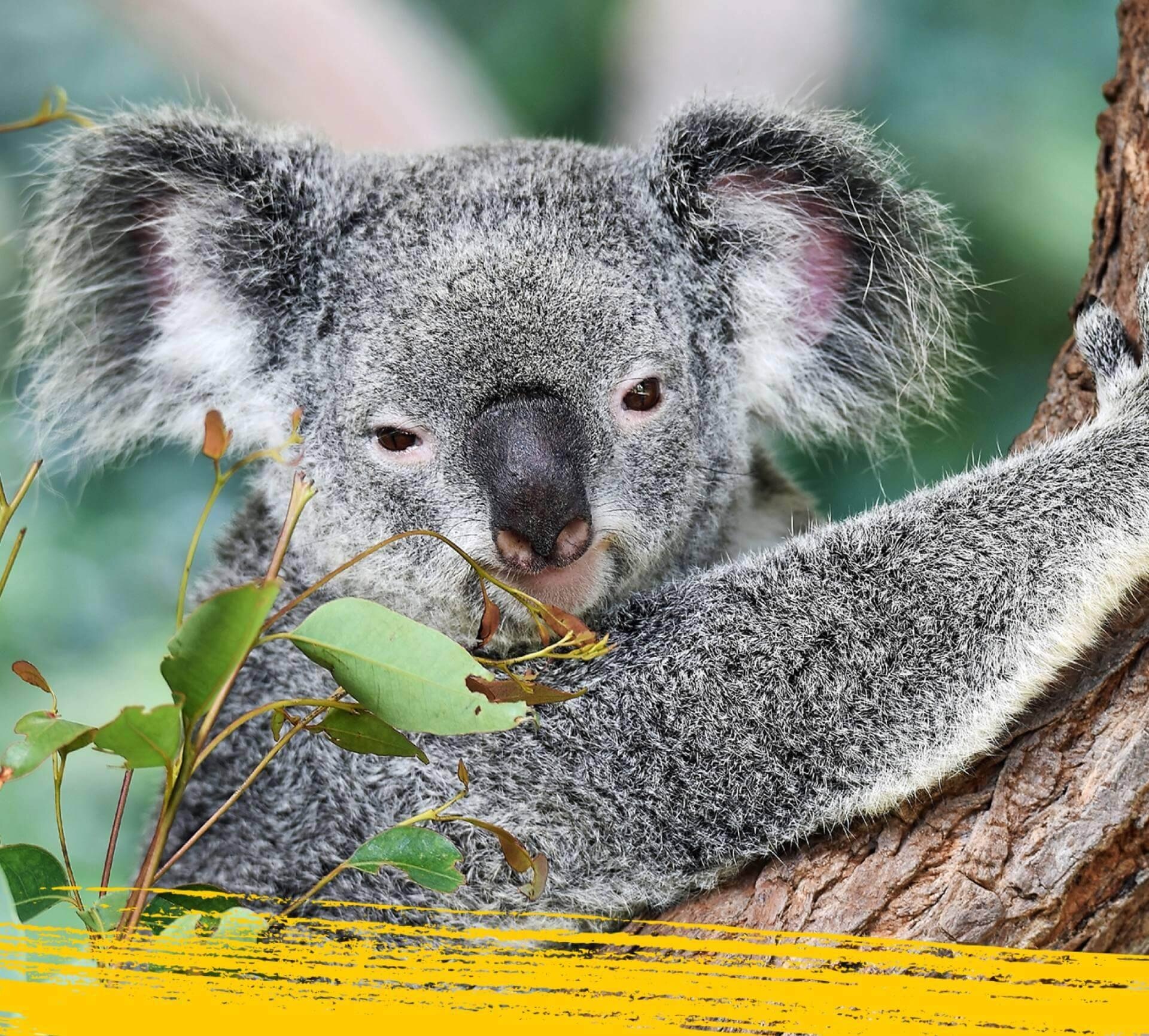 Close up a koala face