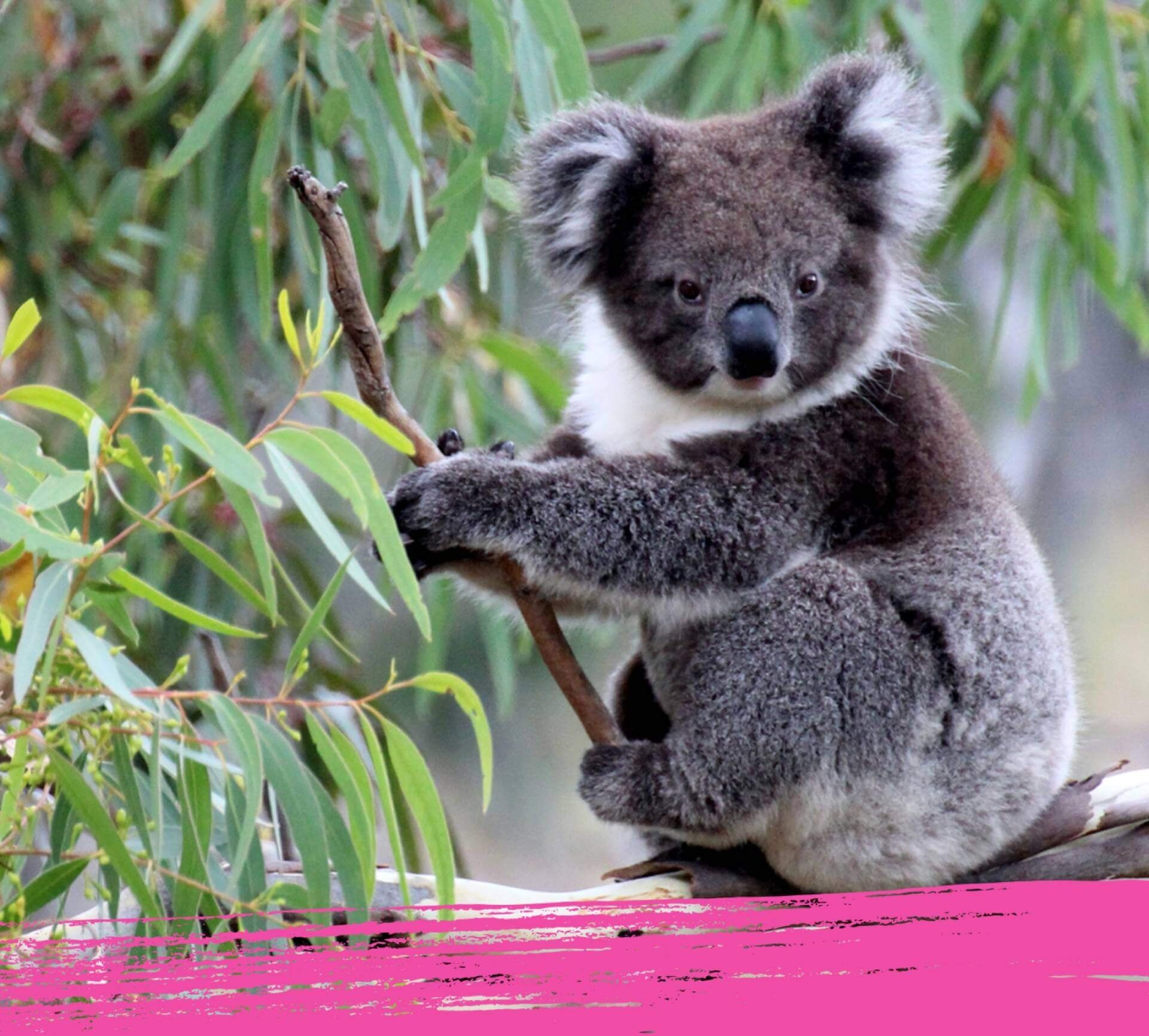 A close up of Australian wildlife. A koala on an eucalyptus tree