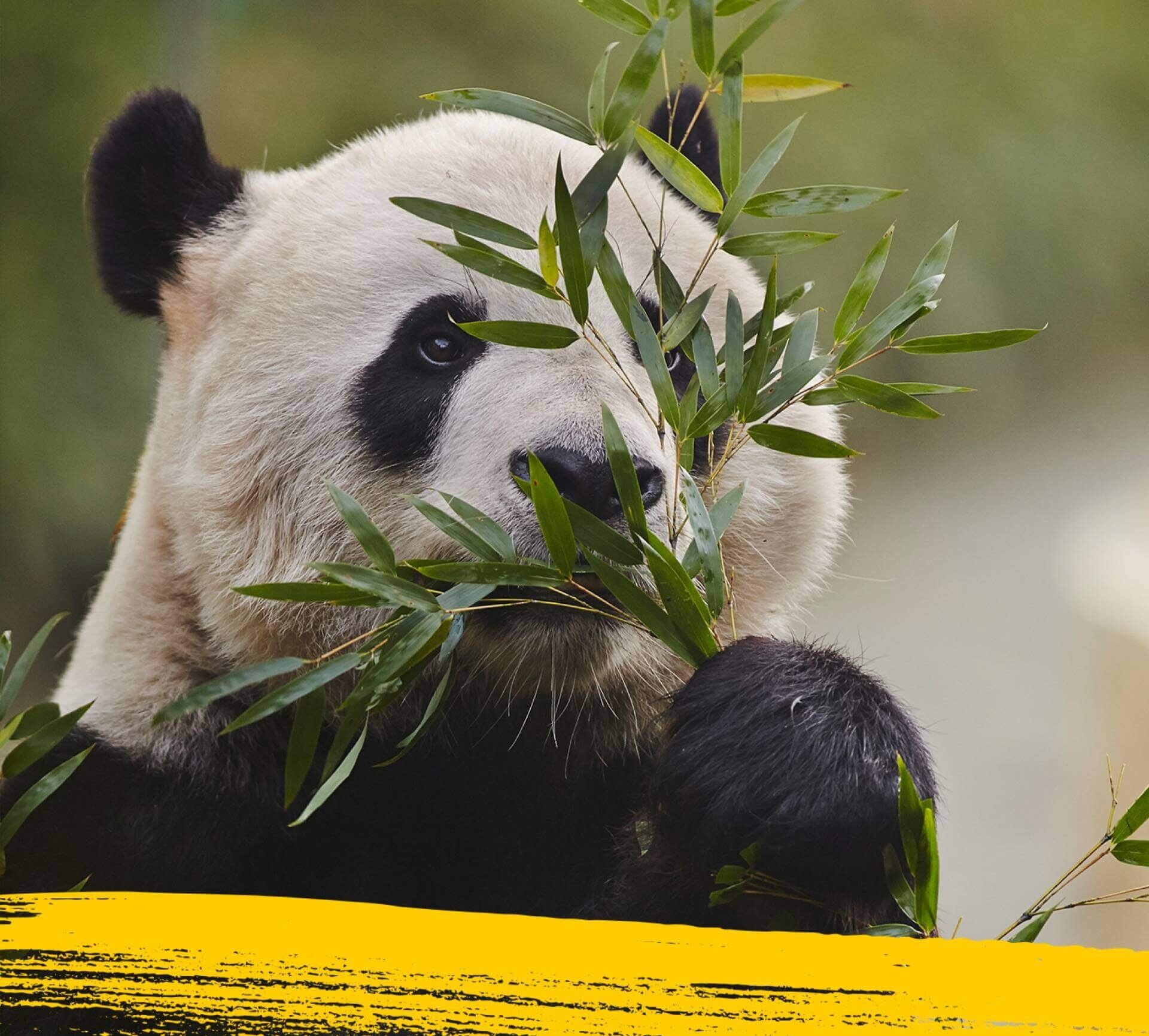 A giant panda munching on its favourite food bamboo.