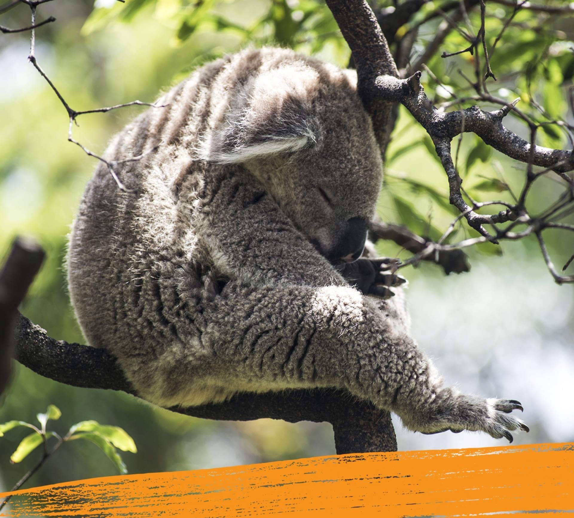 A cute koala bear is fast asleep on a tree