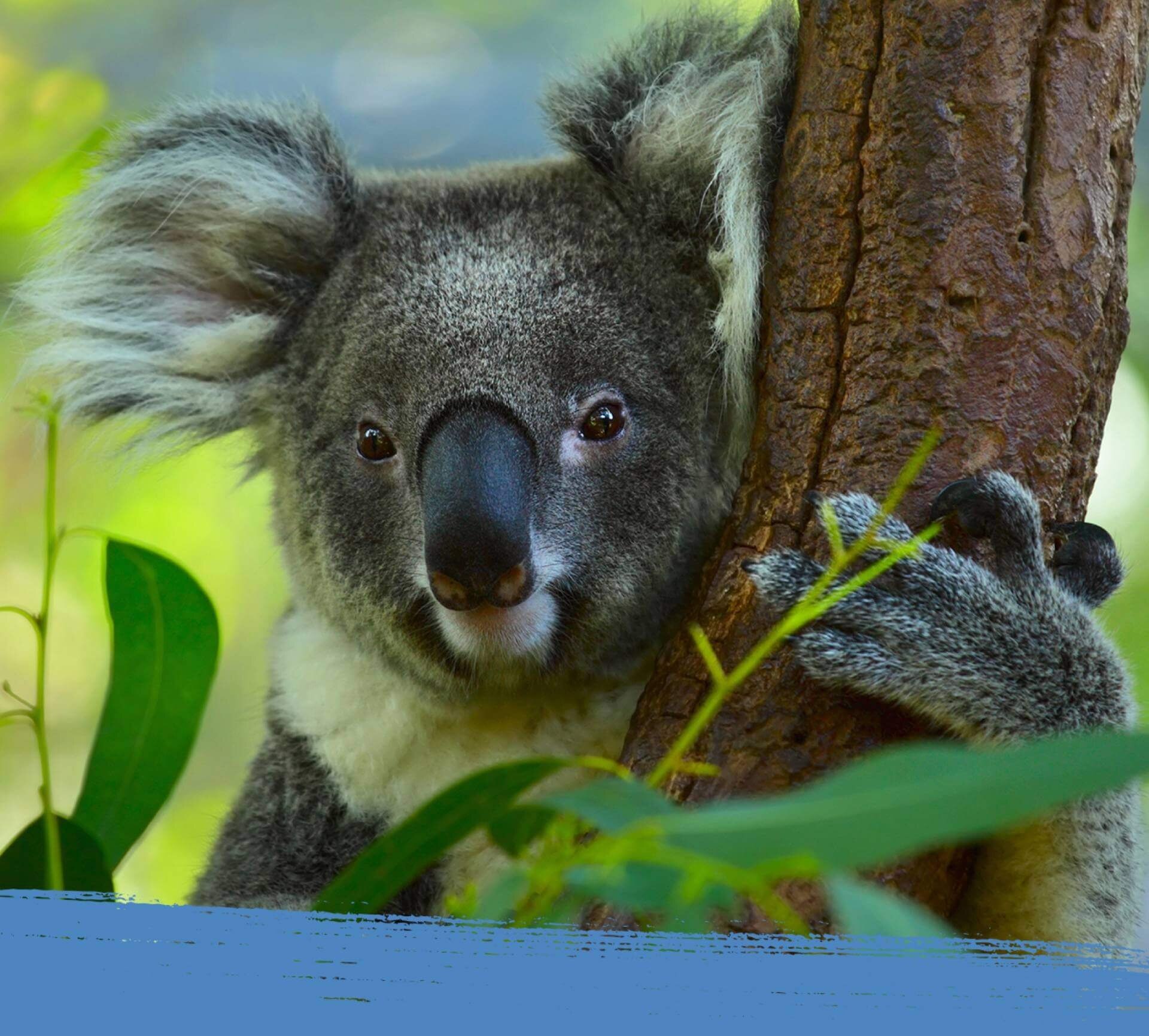 A koala bear sitting in an eucalyptus tree in Australia