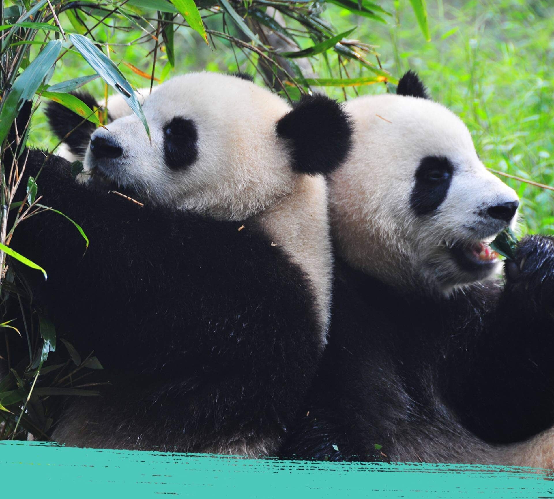 A group of giant pandas in their natural habitat