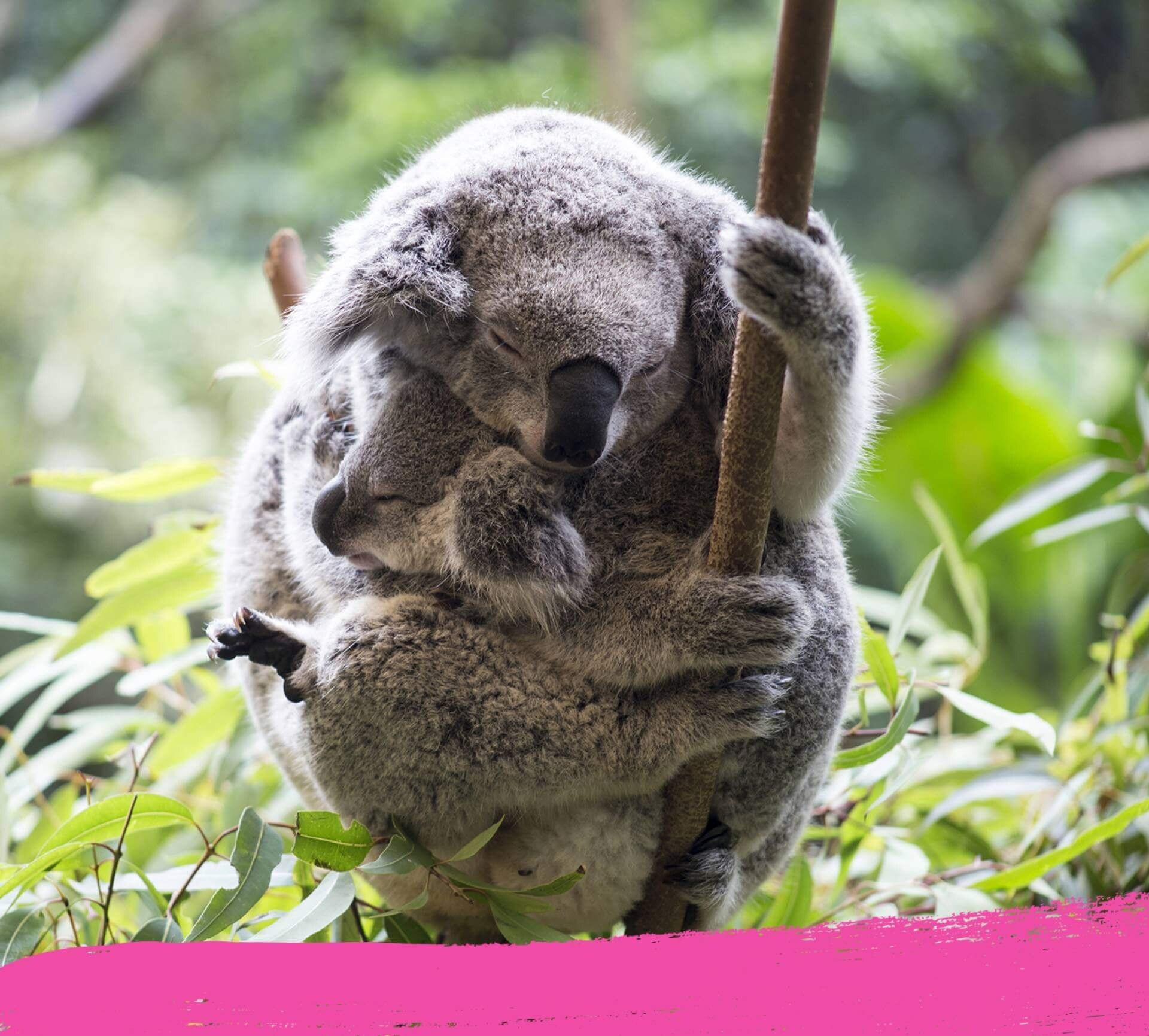 Sleeping koala bear hugging a branch in the Australian rainforest