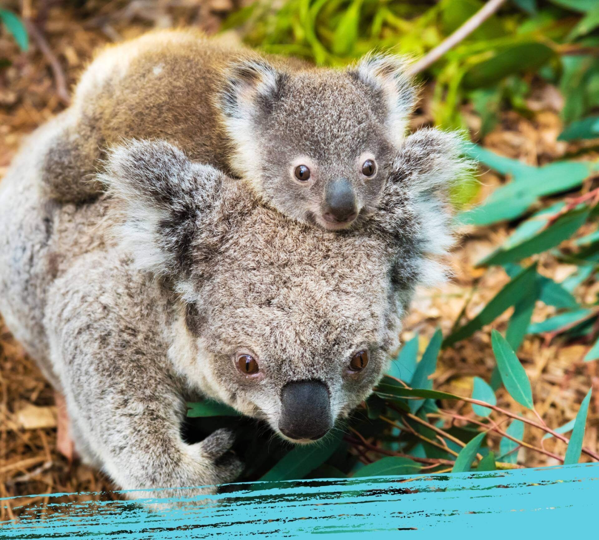 A koala bear mother with baby in their natural habitat in Australia