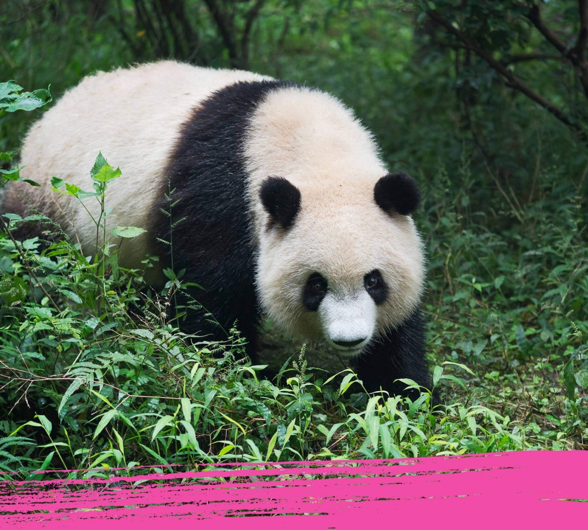Giant panda marking its territory