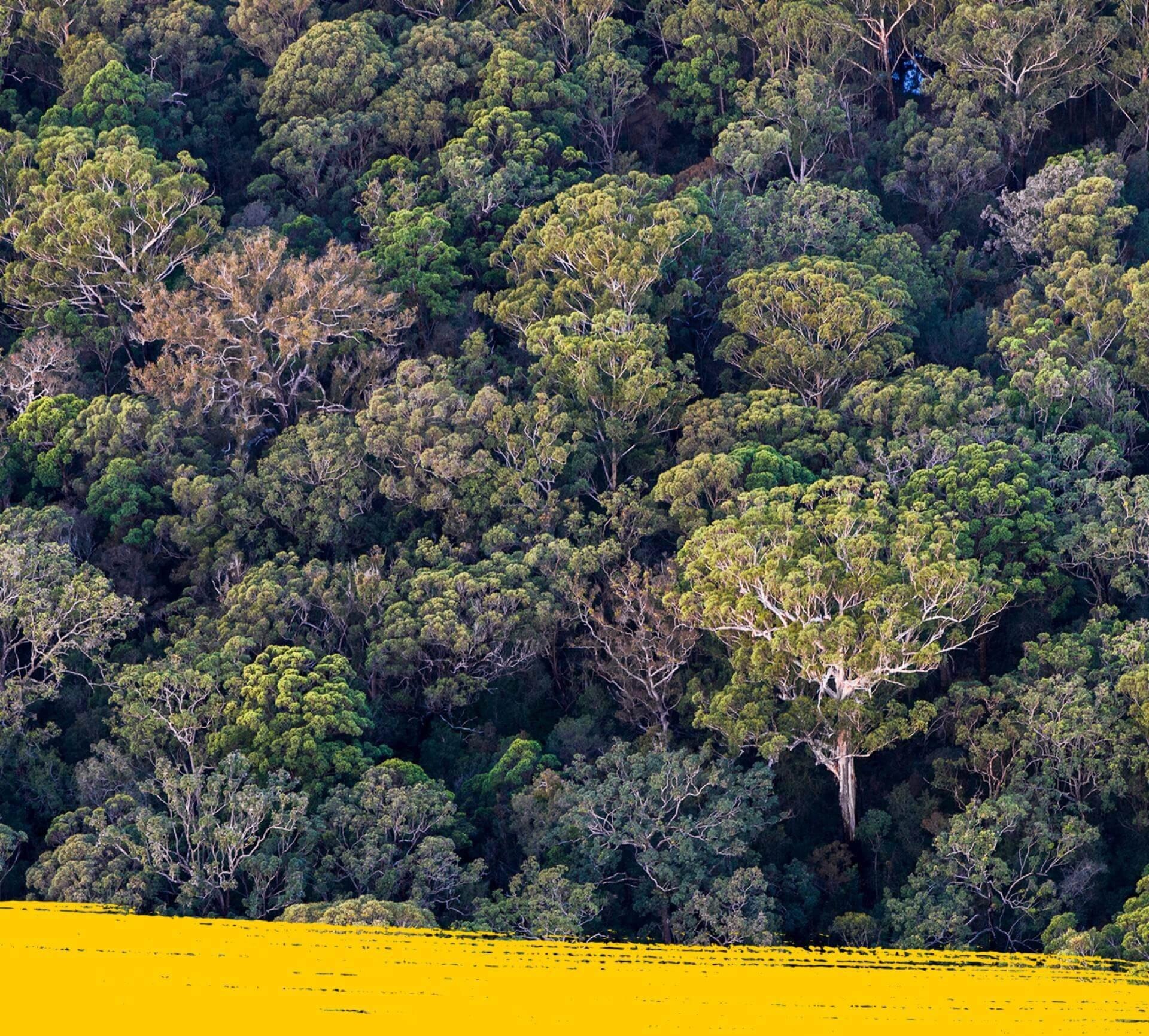 Image of the Australian wilderness shot from a birds eye perspective