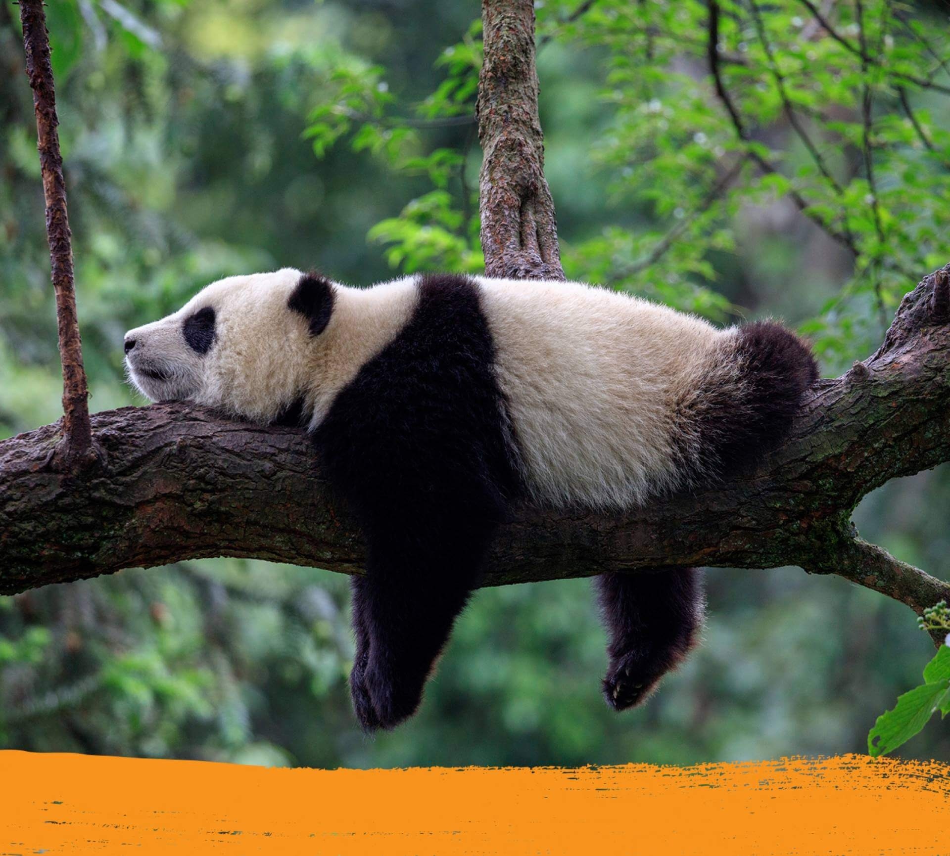 A sleeping panda on a tree in its natural habitat 