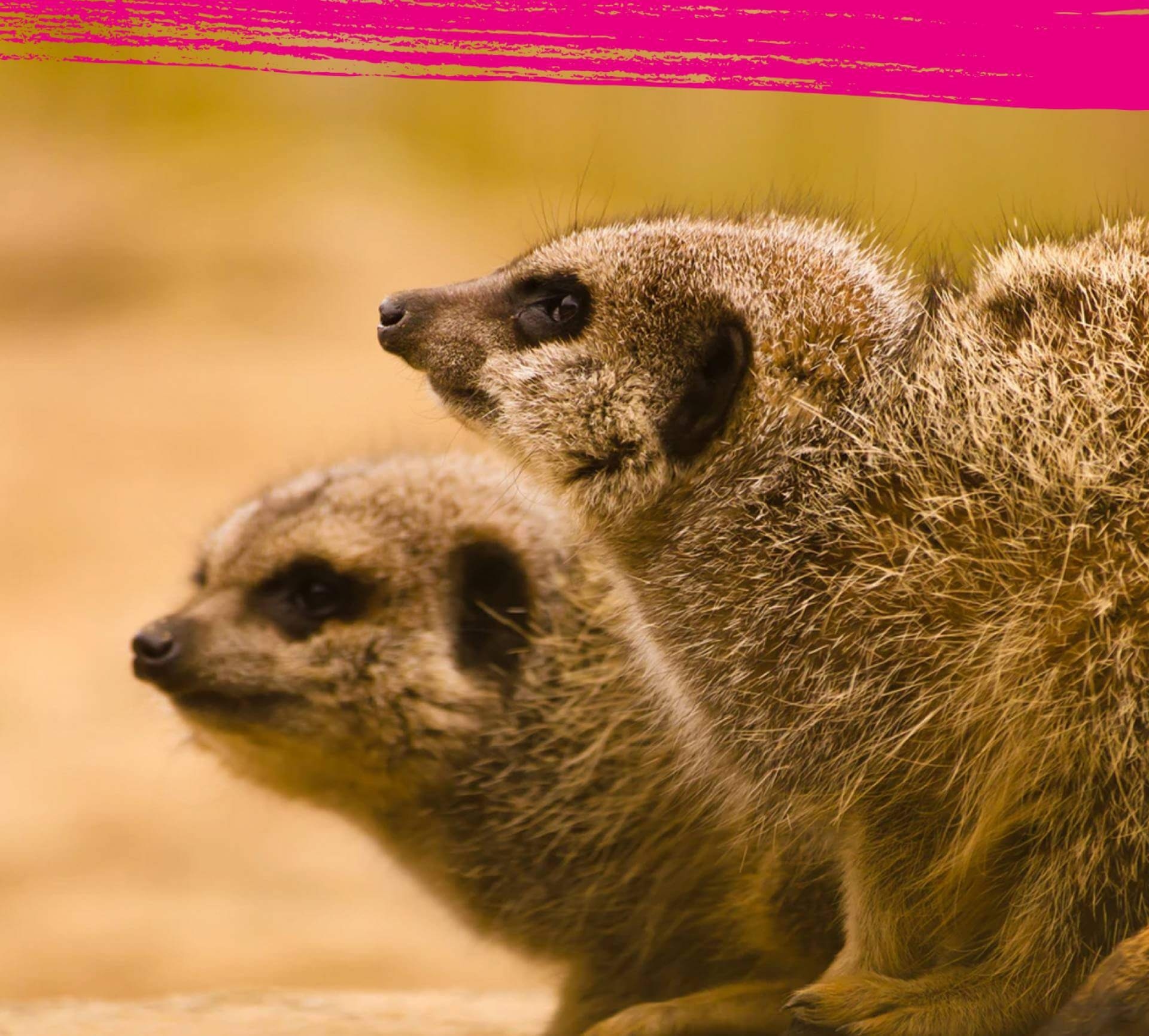 Group of meerkats staring at something