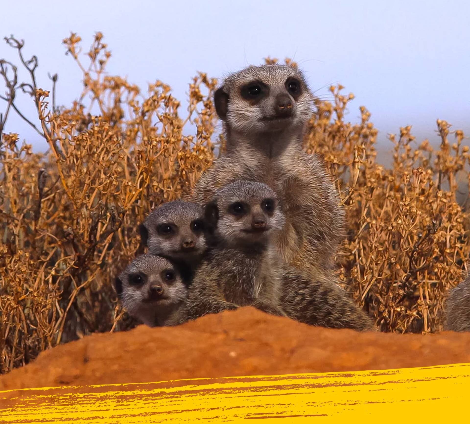 Meerkat and a group baby meerkats on a red hump