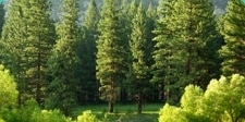 nestle pure life trees picture
