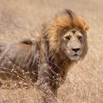 lion