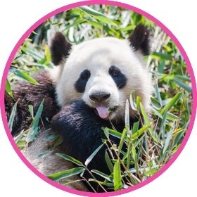 Black and white panda bear eating bamboo leaves