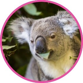 Koala sitting with eucalyptus leaves in its mouth