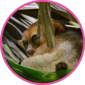 Slow loris on a tree