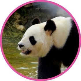 A giant panda walking near river water