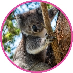 Koala bear hugging tree