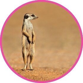meerkat drinking water