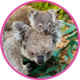 Koala with its joey on its head eating leaves