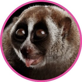 A slow loris showing off the tongue