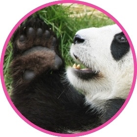 Giant Cuddly Panda playing and rolling in the ground