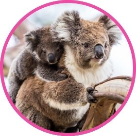 Cuddly koala with a baby koala bear on back
