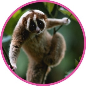 Slow loris climbing a tree in its natural habitat
