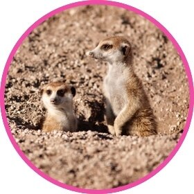 A cute meerkat family after the desert rain.