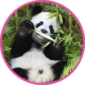 Clumsy Panda bear eating bamboo shoots