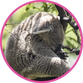 Cute koala bear sleeping on a tree